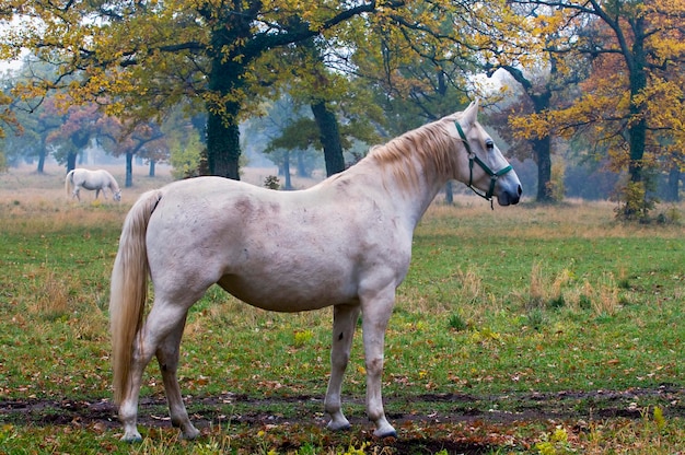 White Horse