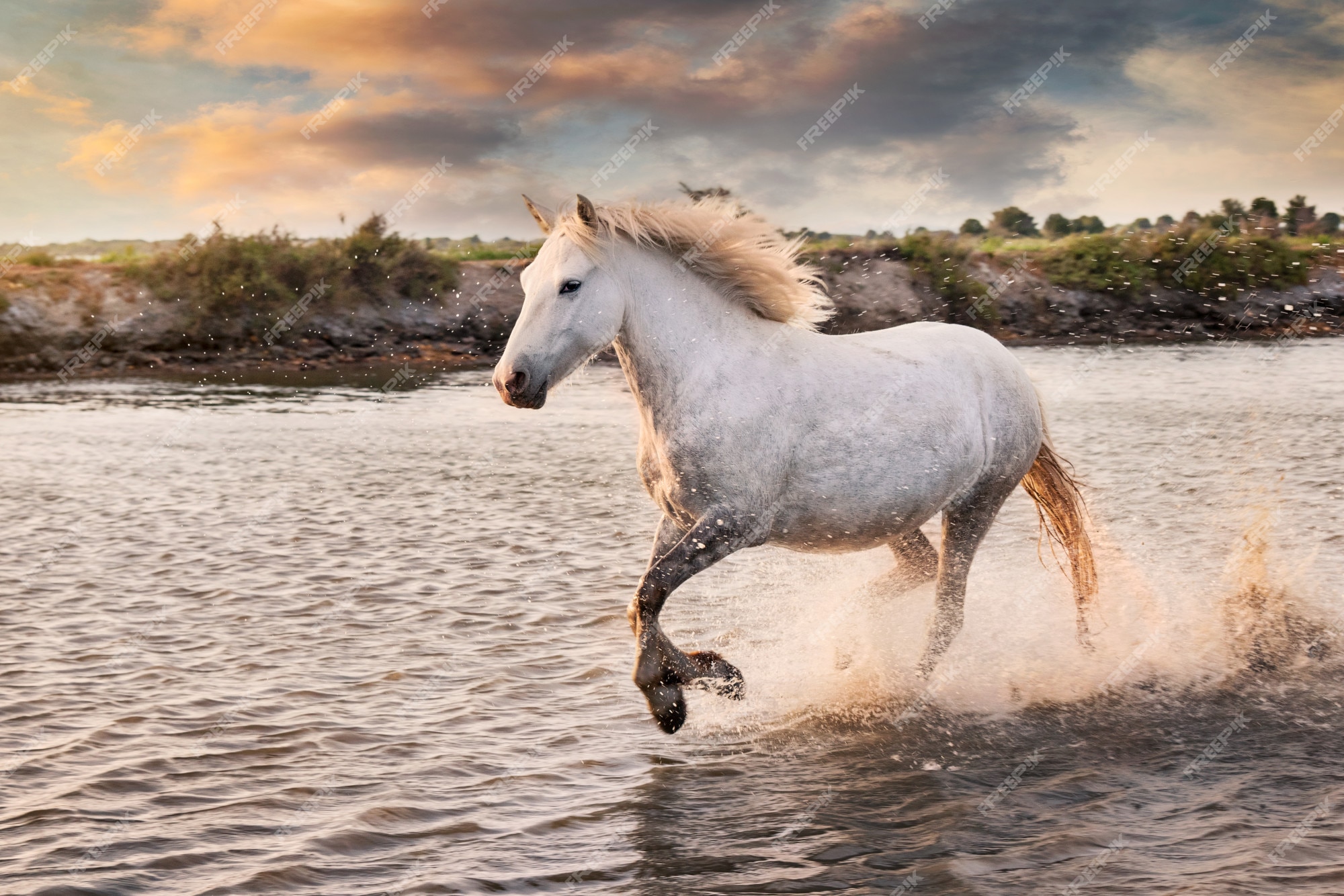 White Horse Images - Free Download on Freepik White Horse Images - Free Download on Freepik