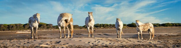 Foto i cavalli bianchi camminano nell'acqua in tutto il mare in camargue francia