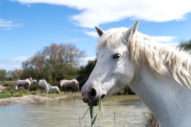 Les salines France 근처 Camargue France의 백마