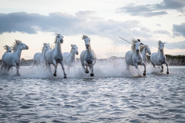 Cavalli bianchi in camargue francia