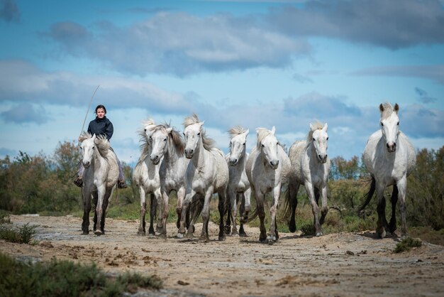 Cavalli bianchi in camargue francia