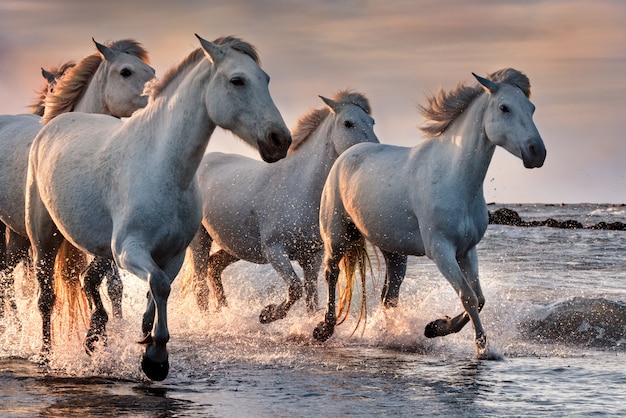 White horses in Camargue, France.