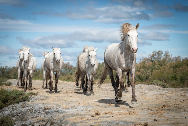 White horses in Camargue