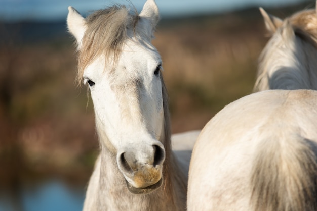 White horses in Camargue