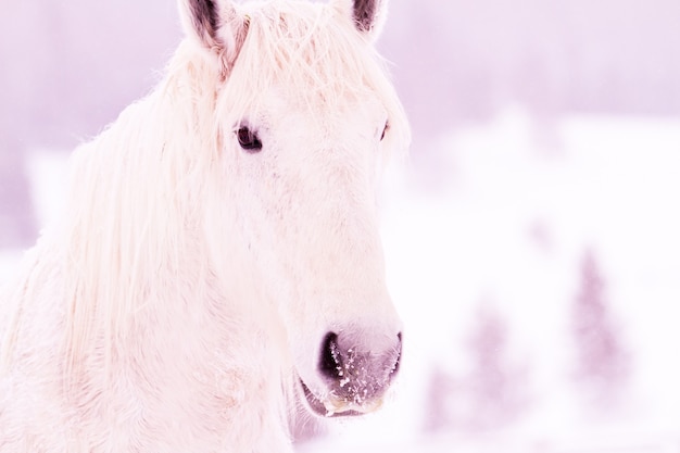 コロラド州の農場で雪の中で白い馬。