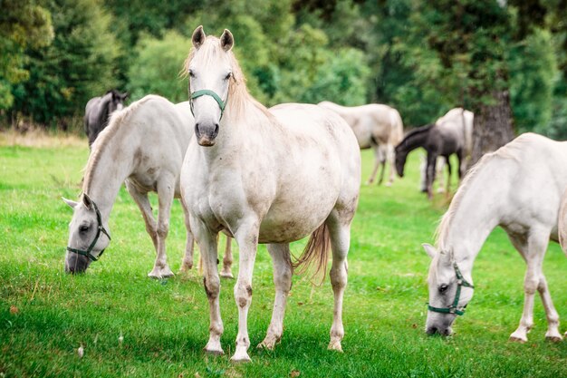 White horses undrer rain