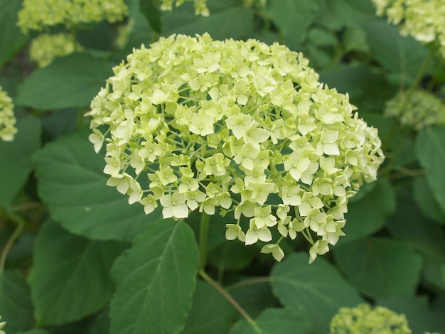 White Hortensia flower