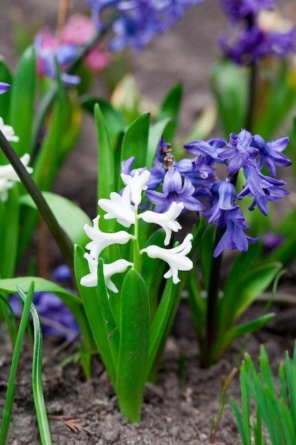 White Hyacinth blooming Hyacinth in the spring garden white spring flowers floral photo