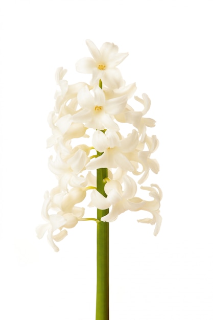 分離された白いヒヤシンスの花。
