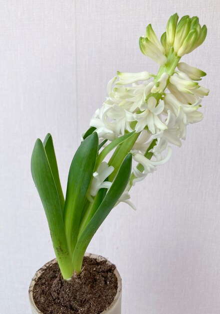 White Hyacinthus orientali in pot