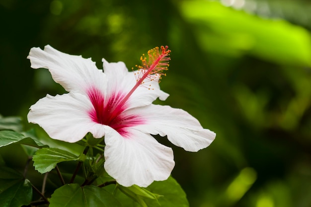 白いハイビスカスの花