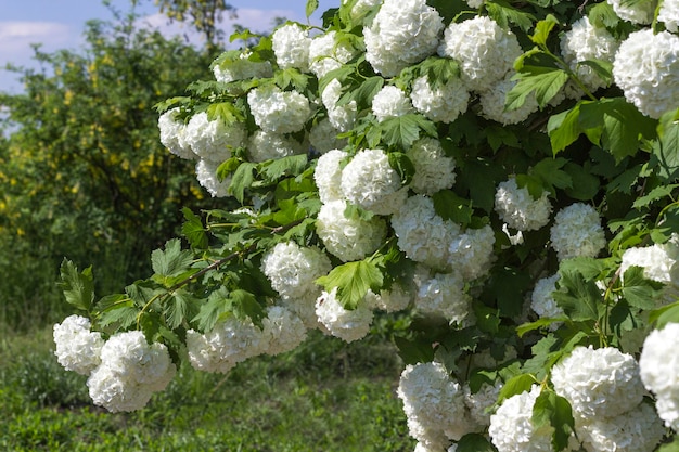 庭の白いアジサイの茂み 自然な背景