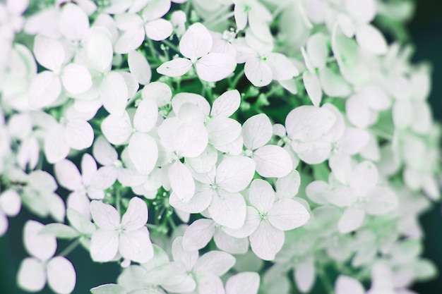 White hydrangea flower background in the garden