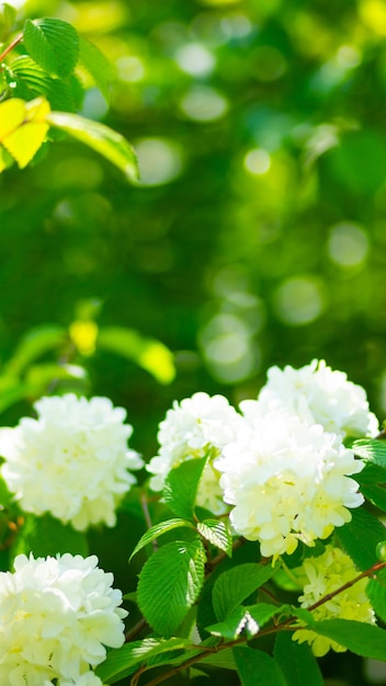 White hydrangea flower blossom in garden Hydrangea bushes Copy space