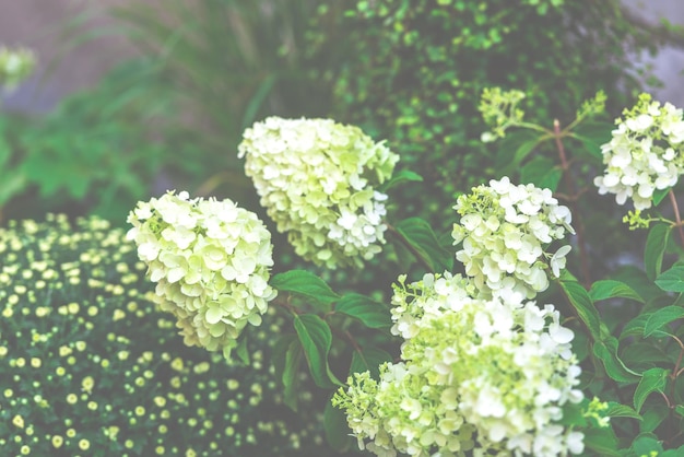 庭の白いアジサイの花の茂み選択的な焦点でミスティショット