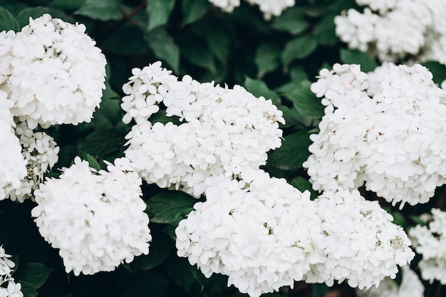 茂みに白いアジサイの花