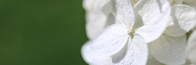 満開の白いあじさいの花がズームインしました。あじさいのつぼみと花びらがクローズアップ。バナー
