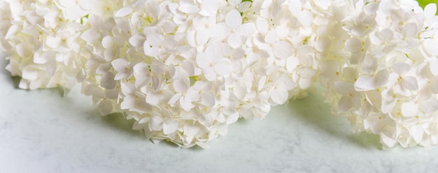 White hydrangea flowers panoramic border banner wedding romantic background Flat lay