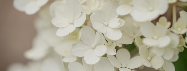白いアジサイの花