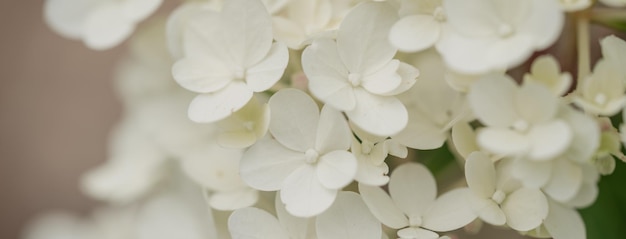 White hydrangea flowers