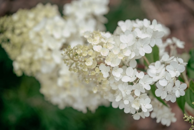 白いアジサイの花