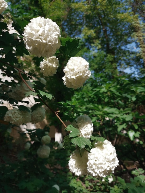 white hydrangea on a green background