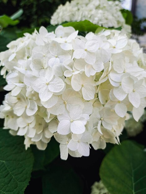 White Hydrangea Hydrangea macrophylla flower with dew in slight color