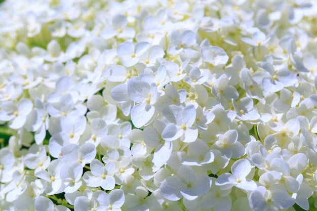 흰색 수국 paniculata 꽃