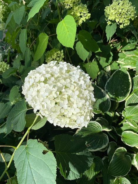 Photo white hydrangea