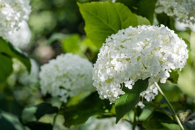 white hydrangeas bloom in the garden summer sunny day ray of light