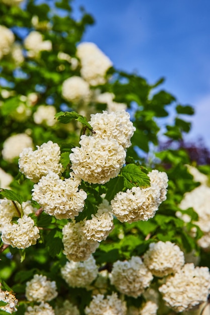 明るい青空のうっすらとした雲の下で枝に芽吹く白いアジサイのオルテンシアの花