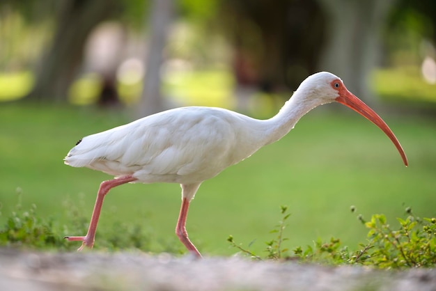 White ibis wild bird also known as great egret or heron walking on grass in town park in summer