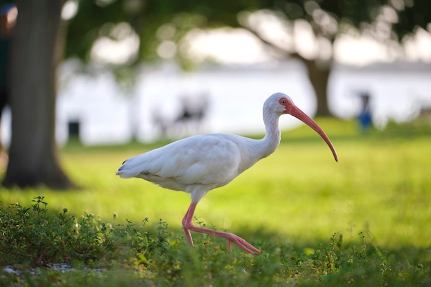 White ibis wild bird also known as great egret or heron walking on grass in town park in summer