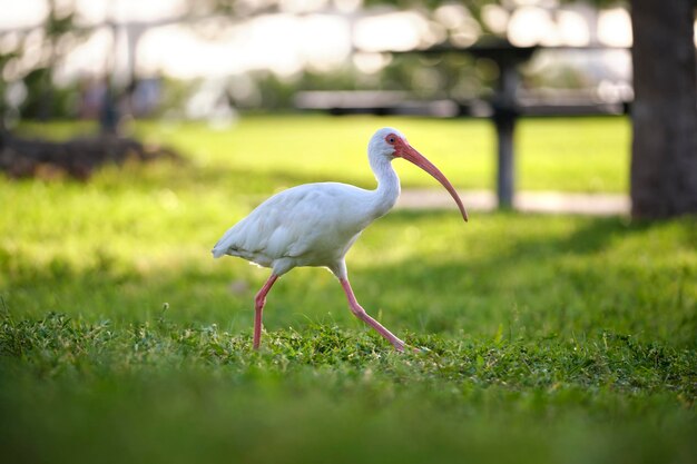 夏に町の公園の芝生の上を歩く白いトキ野鳥としても知られるダイサギまたはサギ