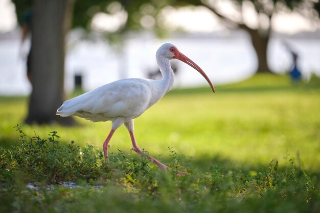 夏に町の公園の芝生の上を歩く白いトキ野鳥としても知られるダイサギまたはサギ