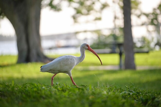 White ibis wild bird also known as great egret or heron walking on grass in town park in summer