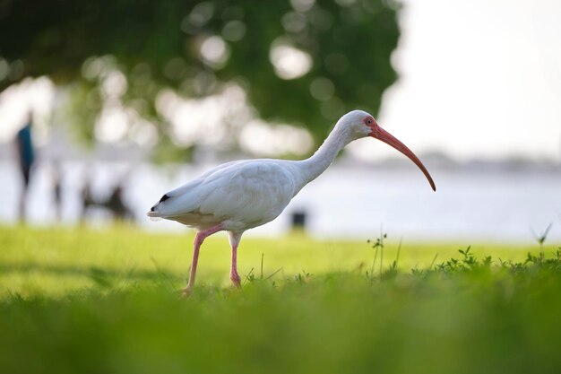 White ibis wild bird also known as great egret or heron walking on grass in town park in summer