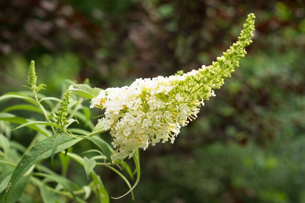 흰색 꽃이 핌 buddleia