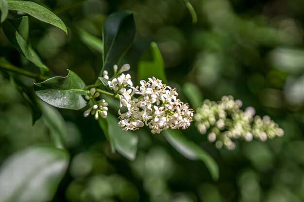 Photo white inflorescence of ligustrum vulgare shrub