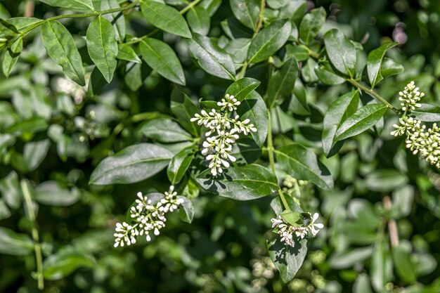 Photo white inflorescence of ligustrum vulgare shrub