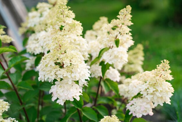 庭のフレイズ・メルバ (Fraise Melba) の白い花束