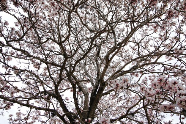 澄んだ空と白いイペの花の詳細