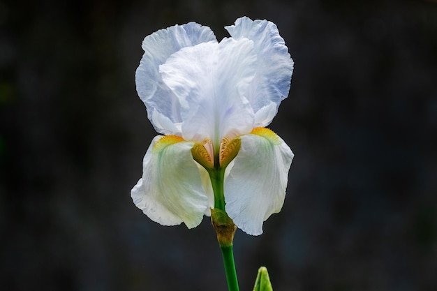 White iris close up on a dark background