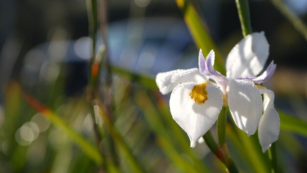 白いアイリスの花、カリフォルニアの植物相、米国。春の朝の庭に咲く、露の滴