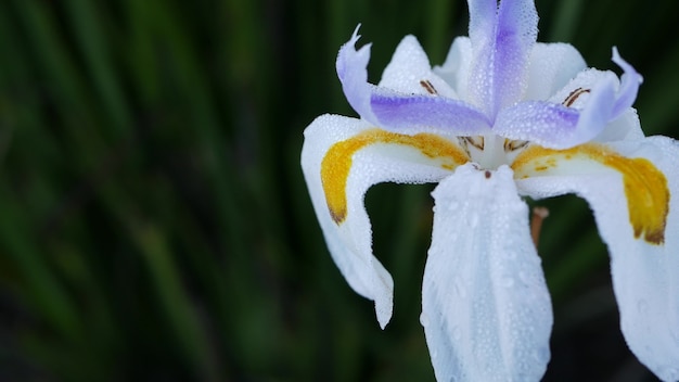 写真 白いアイリスの花、米国カリフォルニア州のガーデニング。春の朝の庭に繊細な花が咲き、花びらに新鮮な露が滴ります。ソフトフォーカスの春の植物相。自然植物のクローズアップの背景