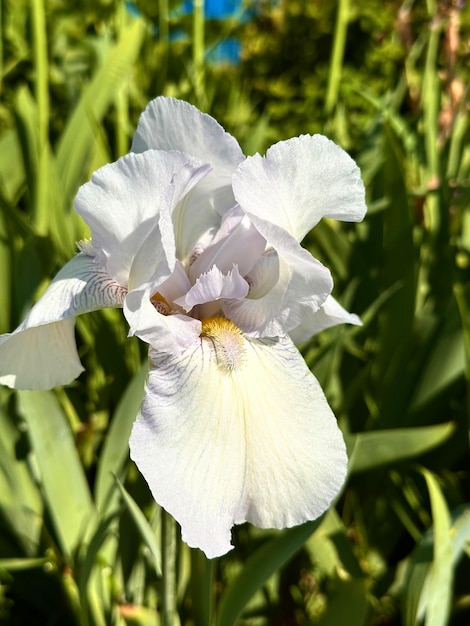 白いアイリスの花のクローズアップ