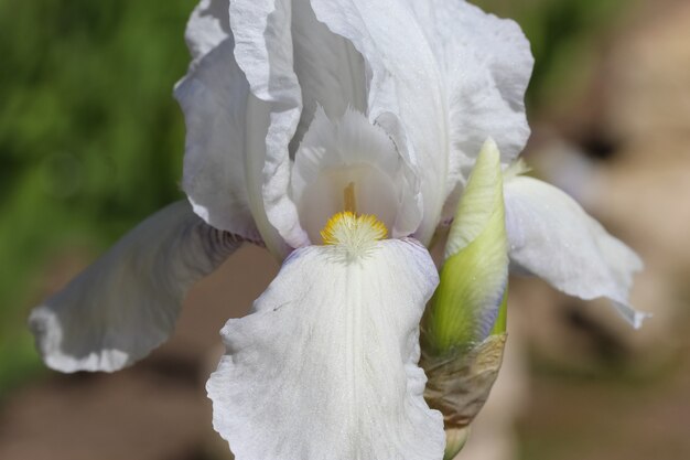 white iris flower with a bud on a blurry green garden background iris sibirical l