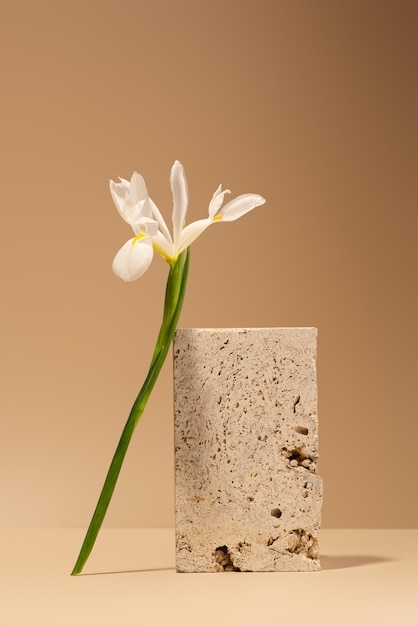 White iris flower with a stone on a beige background the background of the day of cosmetics