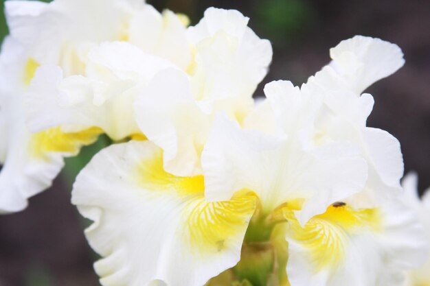 White Iris in a garden close up